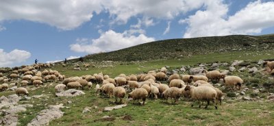 Torosların Kadim Mirası: Seydikemer'de Yörük Kültürü ve Yayla Yaşamı